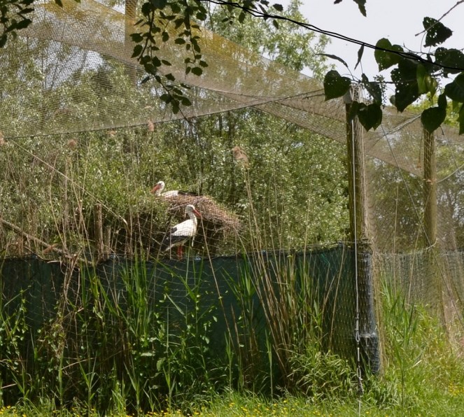 Cicogne - Bacino di Bando