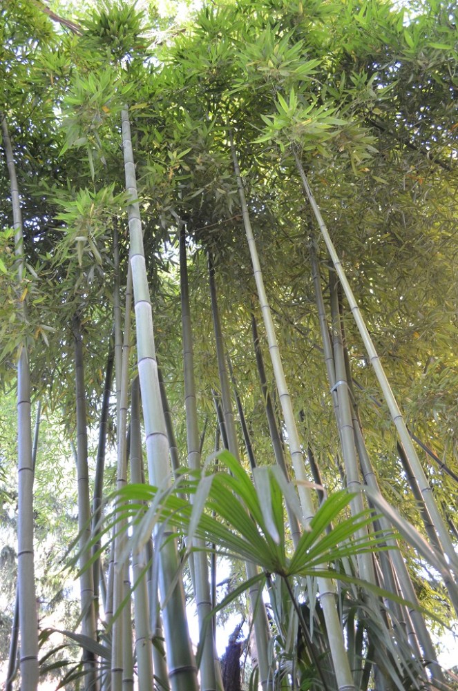 Canne di bambù giardini Via Fondazza