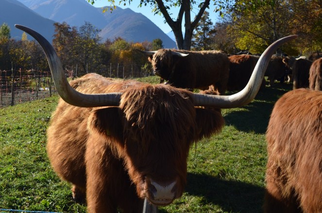 Villette - mucche highland