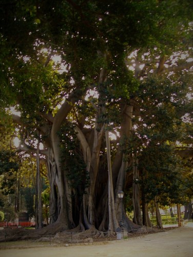 Ficus macrophylla del giardino Garibaldi Palermo
