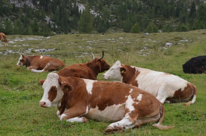 conca di Pices Fanes mucche