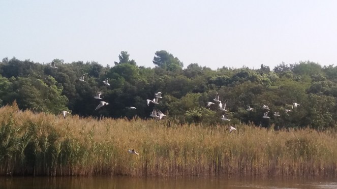 Lago Grande - Portonovo