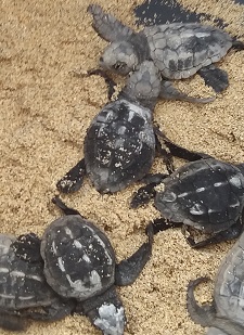 tartaruge Capo Verde