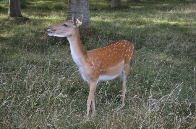 Phoenix Park "bamby"