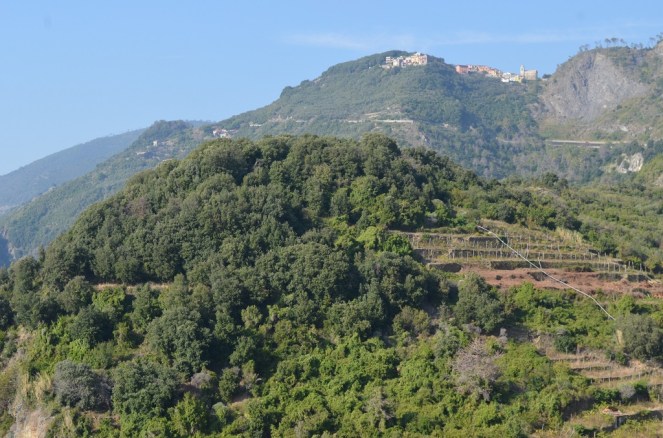 Terrazzamenti di Corniglia