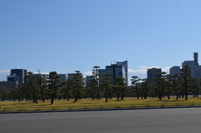 I pini neri del giardino imperiale