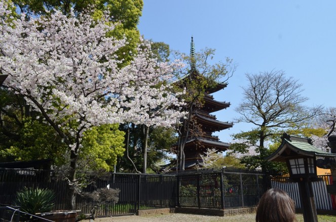 Pagoda Ueno Park Tokyo