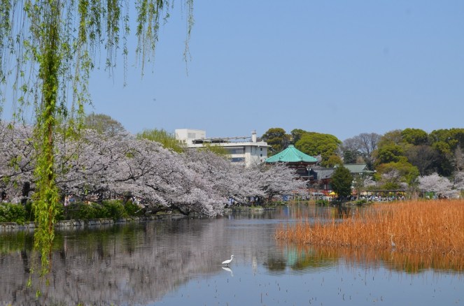 Stagno Shinobazu - Tokyo