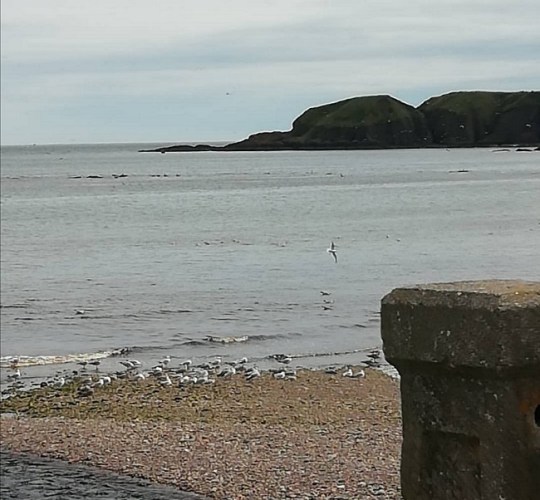 Stonehaven