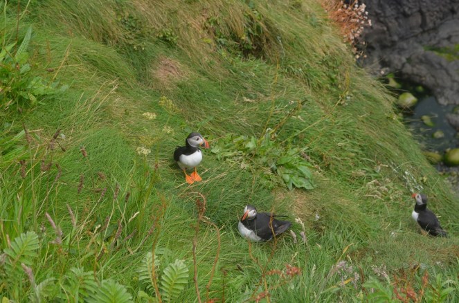 Puffins  Isle of Staffa