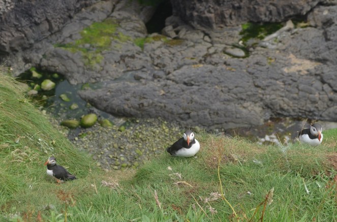 Puffins  Isle of Staffa