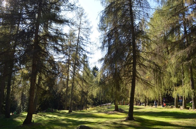 Boschi a Pra' del Manz