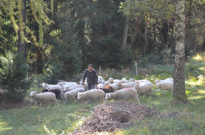 pronti per la Desmontegada delle pecore