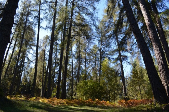 Percorso del Lariceto