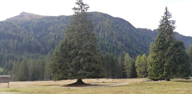 Parco Naturale Paneveggio