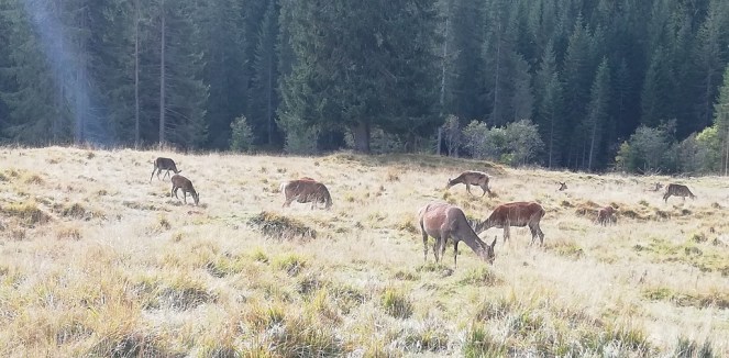 il recinto dei cervi - Parco Naturale Paneveggio