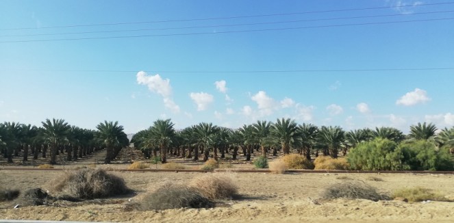 Sulla strada n. 90 in direzione Masada